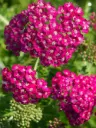 Harilik raudrohi 'New Vintage Violet'® C2/E