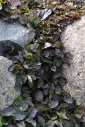 Roomav akakapsas 'Black Scallop' P12/B