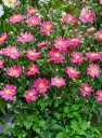 Hübriidülane 'Fantasy Aurora'® C2/E