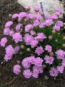 Mätasjas merikann 'New Zealand Form'  P12/A