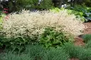 Kitseenelas 'Chantilly Lace' C2/E
