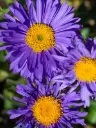 Alpi aster 'Dunkle Schöne'  P12/A