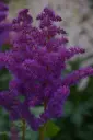 Astilbe 'Black Pearls' C2/E