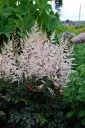 Astilbe 'Bronzlaub' C2/E