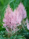 Astilbe 'Look at Me'®  C2/E
