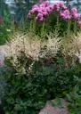 Astilbe 'Spotlight`®  C2/E