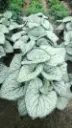 Suurelehine brunnera 'Silver Heart'®  C2/E
