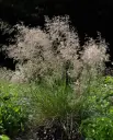 Luht-kastevars 'Tardiflora' C1,4/D