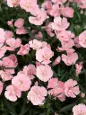 Hübriidnelk 'Freya'® P12cm/A