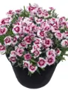 Hübriidnelk 'Kaylee'® P12cm/A