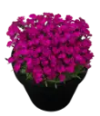 Hübriidnelk 'Rousey'® P12cm/A