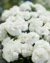 Hübriidnelk 'Sunflor® Emily' P12cm/A