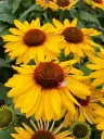 Purpur-siilkübar 'SunSeekers Mango Sunrise'®  C3/F