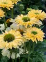 Purpur-siilkübar `SunSeekers Limoncello`®  C3/F