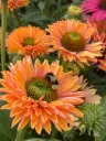 Purpur-siilkübar 'SunSeekers Pumpkin Pie'®  C3/F