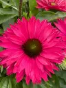 Purpur-siilkübar 'SunSeekers Sweet Fuchsia'®  C3/F