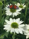 Purpur-siilkübar 'Sunseekers White Beauty'® C3/F