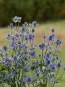 Lamedalehine ogaputk 'Magical Blue Lagoon'® C2/E