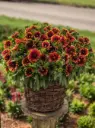 Mõrsjalill 'Orange Halo'®  C2/E