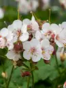 Risoomikas kurereha 'Geranimo White' P12/B