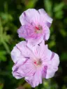 Verev kurereha 'Apple Blossom'  C1,4/D