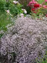 Kipslill 'Rosenschleier'  C2/E