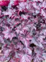 Helmikpööris 'Mulberry'® C1,4/E