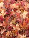 Helmikpööris 'Orangeberry'®  C1,4/E
