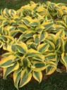 Hosta 'Autumn Frost' C1,4/E