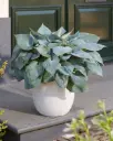Hosta 'Bullet Proof' C1,4/E