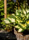 Hosta 'Colored Hulk' C1,4/E