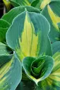Hosta 'Dream Queen' C1,4/E