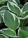 Hosta 'Francee'  C1,4/D