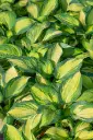 Hosta 'Great Expectations' C1,4/E