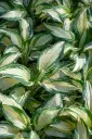 Hosta 'Hans' C1,4/E