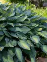 Hosta 'June' C1,4/E
