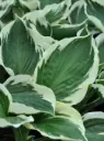 Hosta 'Patriot'  C1,4/E