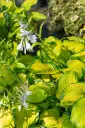Hosta 'Stained Glass' C1,4/E