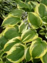 Hosta 'Wide Brim' C1,4/D