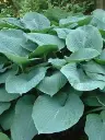 Sinihall hosta 'Elegans'  C1,4/D
