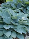 Smithi hosta 'Halcyon'  C1,4/D