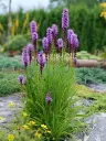 Tähkjas liatris  C1,4/D