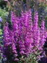 Kukesaba 'Luminara Lilac'®  C2/D