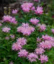 Monarda 'Pink Frosting'® C1,4/D