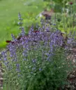 Faasseni naistenõges 'Purrsian Blue'® C2/D