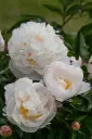 Pojeng 'Gardenia' C3,5/X