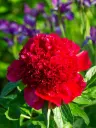 Pojeng 'Red Charm' C3,5/Y