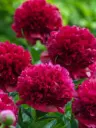 Pojeng 'Red Grace' C3,5/Y