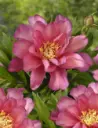 Itoh-pojeng 'Julia Rose' C4/Z
