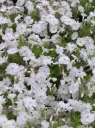 Douglasi leeklill 'White Admiral'  P12/B